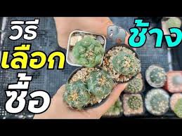 ป กพ นโดย wichulada s garden ใน สวนข างบ าน ช าง