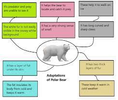 Sumarry of adaptation in polar bear 1. Class 7 Science Chapter 7 Weather Climate And Adaptations Of Animals To Climate Additional Exercises In Line With Ncert Book Cbse Syllabus