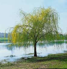 Wissenschaftlicher name salix alba tristis. Salix Alba Tristis Media Database