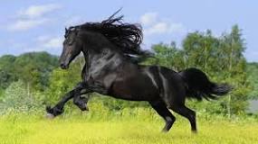 Image result for how much weight can a normal horse carry
