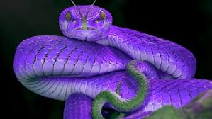 They will hang upside down in a tree and wait for prey to come by which. White Lipped Pit Viper Pics