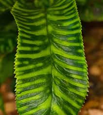 Image result for Coniogramme africana