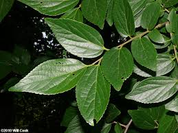 Image result for Celtis sinensis