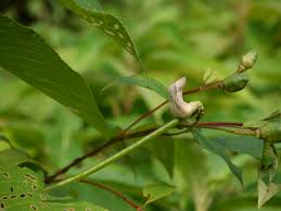 Image result for Vigna vexillata