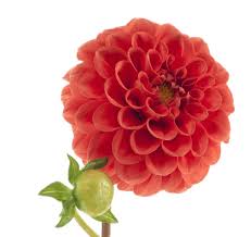 Image result for Sarcophrynium brachystachyum