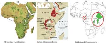 Image result for Oldeania alpina