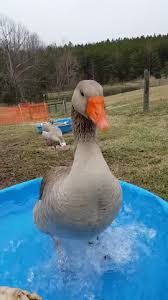 Keep reading to learn everything you need to know about what ducks eat, both in the wild and as pets. Looking After Your Pet Duck Know Your Critter