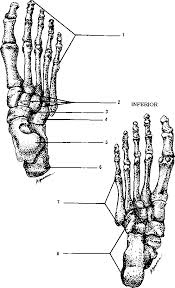 The foot bones shown in this diagram are the talus, navicular, cuneiform, cuboid, metatarsals and calcaneus. The Lower Extremities Power Objective Guws Medical
