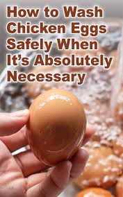 Likewise, if a hen has broken an egg, clean out the mess thoroughly; Wondering How To Wash Fresh Eggs It S Safer Not To Backyard Poultry