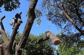 Tree Removal Trimming Tree Service Dallas Texas Tree Surgeons Tree Service Tree Trimming Tree