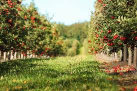 In einer baumschule kaufst, ist er meist bereits „pflanzbereit diese wuchsform eignet sich für kleine gärten, aber auch für balkone und terrassen. Schadlinge An Obstbaumen
