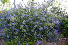 Wide, are dark glossy green and heavily wrinkled. California Lilac Ceanothus