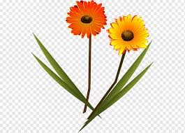 G for gerbera is a beautiful vintage inspired art print of my original watercolor and ink painting; Transvaal Daisy Drawing Gerbera Orange Sunflower Plant Stem Png Pngwing