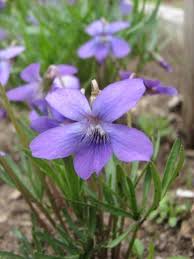 Image result for Landolphia violacea