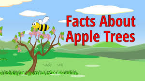 It is at this point that you will begin applying fertilizer and starting your growing season spray routine. How Long Does It Take For An Apple Tree To Bear Fruit Gardening Dream
