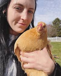 How to stop chicken bullying in flock?