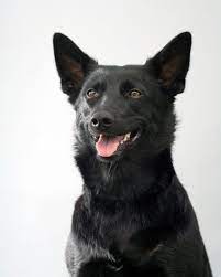 Australian Kelpie Zooplus Magazine