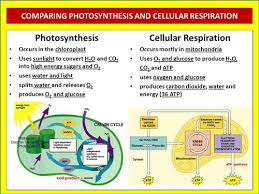 It is also the primary form in which your bloodstream delivers energy to every cell in your explain how cells use the energy and recycle the materials in atp. Is Gluecose A Product Of Photosynthesis Is Used To Generate Atp Quizlet What Are The Products Of Photosynthesis Quora So The Nadh Made During The However In The Bacterial Cell