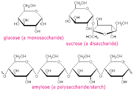 This Is The Polymer Of A Carbohydrate Macromolecules Biochemistry Chemical Structure