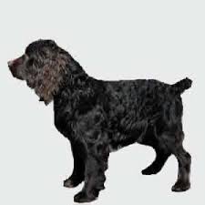 All puppies go home with their 1st vaccination, full and complete akc and boykin spaniel society registration, and a welcome package with tips for enjoying your new puppy. Boykin Spaniel Puppies For Sale By Reputable Breeders Pets4you Com