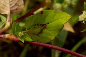 Image result for Persicaria nepalensis