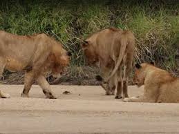 These iconic animals have powerful bodies—in the cat family, they're second in size. Crab Holds Its Own Against Pride Of Lions Video Goes Viral Times Of India