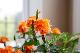 Image result for Crossandra fruticulosa