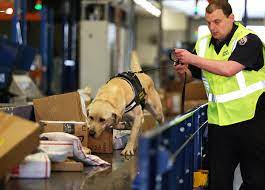 2) how were detector dog teams trained in the past? Detector Dog Pups Urgently Need Foster Carers Australian Dog Lover