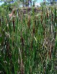 Image result for Typha capensis