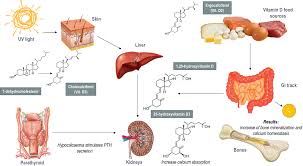 In those individuals with a high risk of osteoporotic fracture, calcium and vitamin d supplements are necessary but frequently insufficient, and so additional drugs may be required  18. Vitamin D Megadose Definition Efficacy In Bone Metabolism Risk Of F Oarrr
