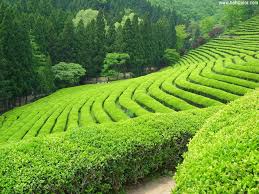 Label plantation wallpapers grass wallpapers mountains wallpapers nature wallpapers. Tea Plantation In Darjeeling Steemit