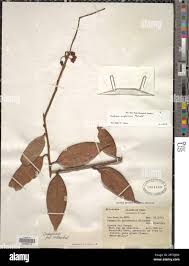 Image result for Justicia engleriana