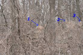 Among the background designs with hunting effect include: Duck Hunting Wall Quotes Quotesgram