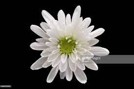 Stock Photo White Chrysanthemum Flower On Black Background Black Backgrounds Chrysanthemum Flower Background