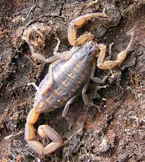 Their average length is only two to 2.75 inches. Florida Hentz Striped Scorpion Matbio Arachnids Matanzas Biodiversity Inaturalist