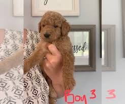 Goldendoodle · marion center, pa. View Ad Goldendoodle Litter Of Puppies For Sale Near Indiana Monticello Usa Adn 153196