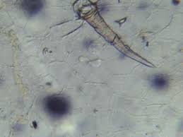 Image result for Quassia undulata