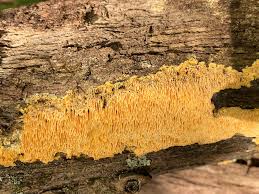 Image result for Pycnoporellus alboluteus