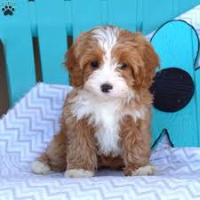Our standards for cavapoo breeders in california were developed with leading veterinarians and animal welfare experts. Bella Cavapoo Puppy For Sale In Pennsylvania
