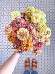 Pastel Mix Of Zinnia Flowers Amazing Flowers Zinnia Flowers Zinnias
