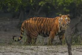 Arguably bengal tiger (panthera tigris tigris) is one of the ultimate breeds of the big cats that are renowned for their unmistakable appearance. 2 Nights In Royal Bengal Tiger S Kingdom Sundarban 2021 West Bengal