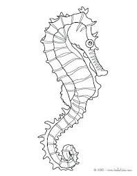 Seahorse Coloring Page Cartoon Seahorse Coloring Pages Pictures Page For Adults Seahorse Outline Coloring Page Coloring Pages Seahorse Art Horse Coloring Pages