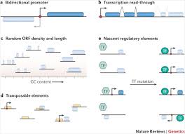 Dna mutation simulation answer key pdf. Open Questions In The Study Of De Novo Genes What How And Why Nature Reviews Genetics