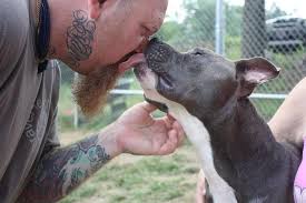 Maybe you would like to learn more about one of these? One Man S Mission To Protect The Dog America Loves To Hate Georgia Public Broadcasting
