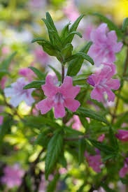 Image result for Mimulus gracilis
