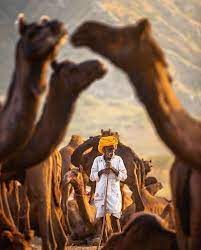 Wild bactrian camels (camelus ferus) were discovered in 1878 by nikolai prejevalsky. Indien National Geographic Photography Travel Photography People India Photography