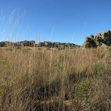 Image result for Trachypogon