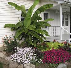 This is all new growth since march 2010. Ornamental Banana Trees Can Survive State S Winters Columns Washtimesherald Com
