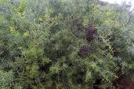 Image result for Scutia