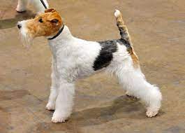 White short haired terrier small mix breed dog outdoor looking alert floppy ears green background. Wire Fox Terrier Wikiwand